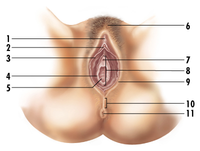 Kadın iç genital organları