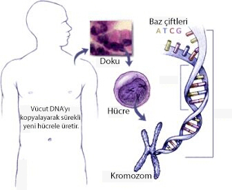Genler birleşerek kromozomları oluşturur.