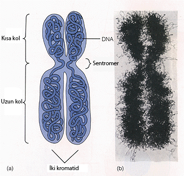 Kromozomun şematik ve elektron mikroskopik görünümü