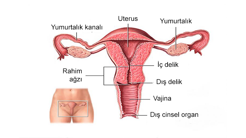 uterus rahim