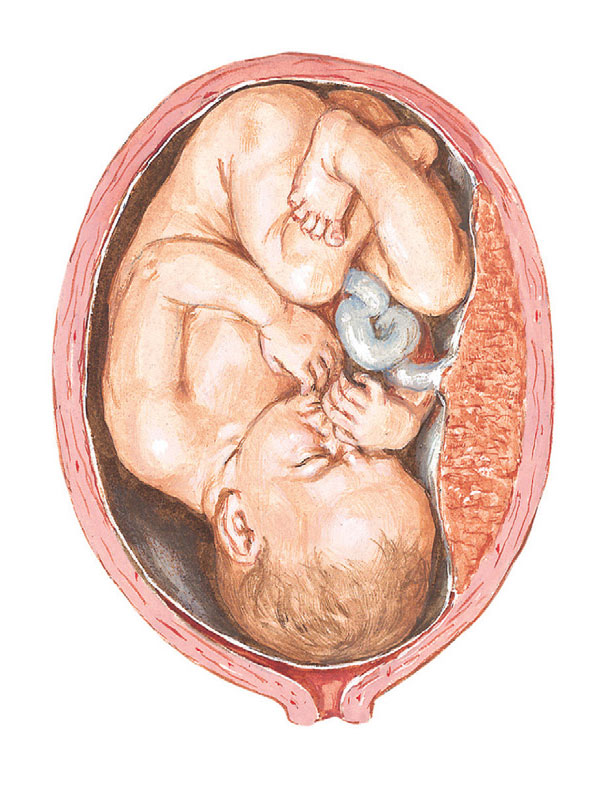 Gebe uterus